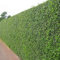 GardenersDream 10 x Ligustrum Ovalifolium Plants - All Year Round Outdoor Plants - Evergreen Privet Hedge Plant for Gardens and Borders - Outdoor Garden Ready Plant (20-40 cm incl. 9 cm Pot)