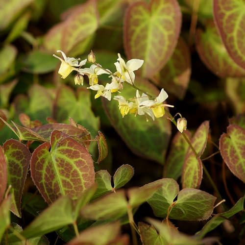 Blumixx Stauden Epimedium x versicolor 'Sulphureum' - Elfenblume, im 0,5 Liter Topf, schwefelgelb blühend