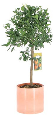 KENTIS - Mano de Buda Cítrica - Árboles Frutales de Exterior - Plantas Cítricas Naturales para Balcón y Terraza - H 70-80 cm Maceta Ø 20 cm