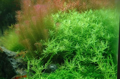 Rundblättrige Rotala/Rotala rotundifolia - NatureHolic In-Vitro Aquarium Pflanze
