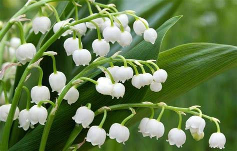 Genipap 50 semillas de lirio de los valles