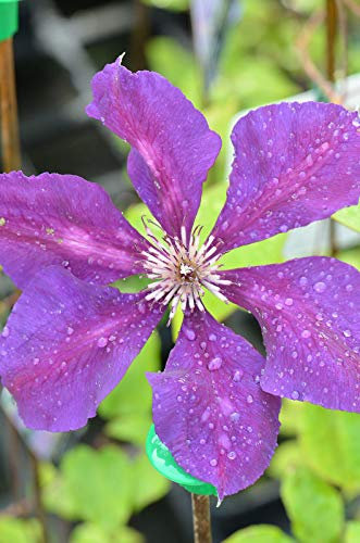 Clematis 'Superba Jackmanii': Only seeds