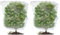 2PCS Fruit Tree Netting Bird Protection, Bird Netting for Garden, Fruit Trees Cover Frame Bags with Drawstring for Small Bush Vegetables Strawberry Net (100 * 150cm)