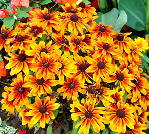 Rudbeckie Cherokee Sunset - Rauer Sonnenhut - Rudbeckia hirta - 10 Samen