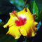 Saterkali Hibiscus Coralline Blumensamen, 200 Stück Hibiscus Coralline Blumensamen Garten Hof Heimpflanze DIY Bonsai Dekor Hibiskus Coralline Samen