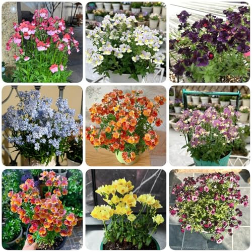 350 pcs Elfenspiegel Samen - Nemesis Samen - flower seeds, pflanzen für garten Elfenspiegel Pflanzen - winterharte pflanzen, bodendecker winterhart winterharte stauden für pralle sonne