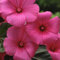 50 Semillas Semillas malva de Rose de la amabilidad de flores (Lavatera trimestris)