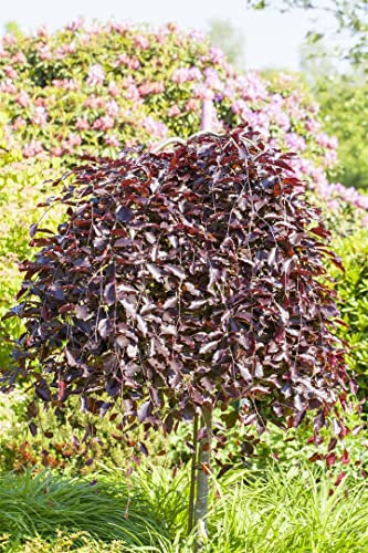Fagus sylvatica 'Purpurea Pendula' 100 cm Stammhöhe - Blutbuche, hängende Form, purpurrote Blätter, ideal als Solitärbaum, pflegeleicht und winterhart