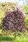 Fagus sylvatica 'Purpurea Pendula' 100 cm Stammhöhe - Blutbuche, hängende Form, purpurrote Blätter, ideal als Solitärbaum, pflegeleicht und winterhart