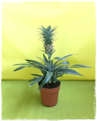 Ananas-Pflanze 'Ananas Comosus' - im Topf Ø 12 cm - Höhe 30/35 cm