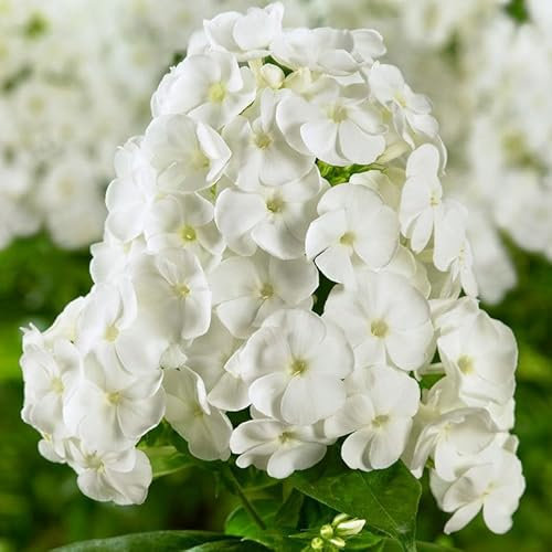 Kölles Beste Flammenblume 'Adessa® White', 3 Liter Topf