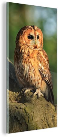 MuchoWow Glasbild Glasfoto Wandbild Bilder Deko 80x160 cm Sonnenstrahlen auf einem braunen Waldkauz