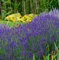 Echter Lavendel Hidcote Blue - großer Topf - Lavandula angustifolia