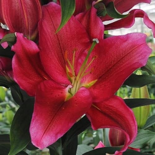 Set 10x Lilienzwiebeln Orientalische Lilie Lilium Zwiebeln Onion Knollen Rot Red Down