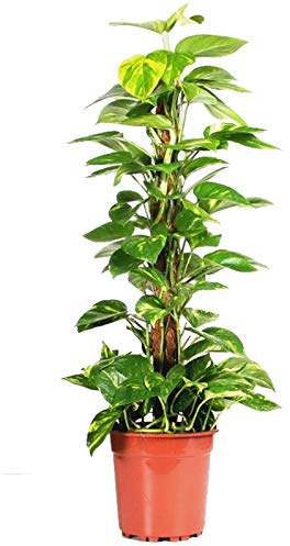 Efeutute, Scindapsus, (Epipremnum aureum), gelb grünes buntes Blattwerk, rankend, luftreinigend, am Moosstab gezogen (ca. 100cm hoch im 24cm Topf)