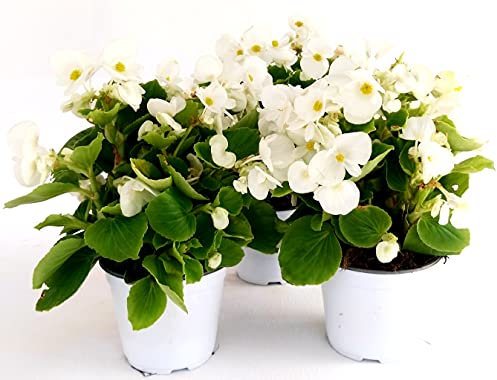 POWERS TO FLOWERS - BEGONIA BIG FOGLIA VERDE A FIORE BIANCO, 3 PIANTE VASO 14 CM, BEGONIA DRAGON, piante vere