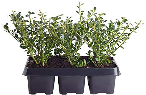 Dehner Japanischer Ilex Jenny, Stechpalme, 6 Stück, immergrün, ca. 10-15 cm, Laubstrauch