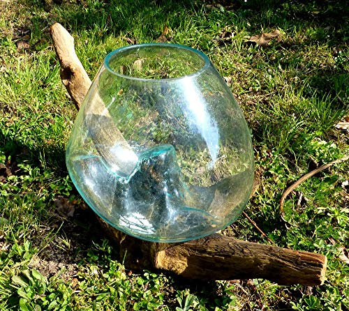 Vase ou Aquarium en Verre soufllé sur Racine de Bois, Hauteur Environ 25cm, modèle Unique. Choix sur Photos ENVOYEES Suite A Votre Commande. Vendeur Francais. Livraison en Point Relais.