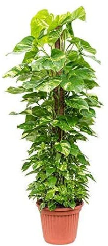 Pothos- Devil's Ivy - Scindapsus Aurea Moss Pole - 70cm