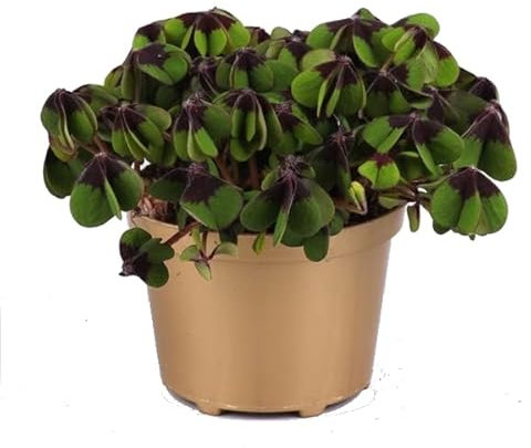 Planta de la Fortuna Natural Trébol de 4 Hojas - Oxalis Deppei -