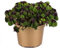 Planta de la Fortuna Natural Trébol de 4 Hojas - Oxalis Deppei -