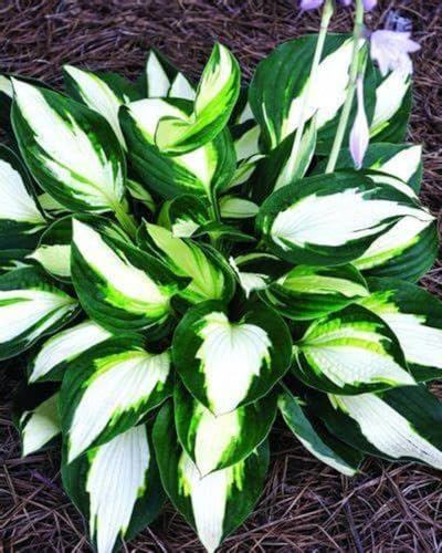 Hosta zwiebeln Hosta pflanze winterhart Hardy funkien Hardy perennial funkien Hosta pflanze