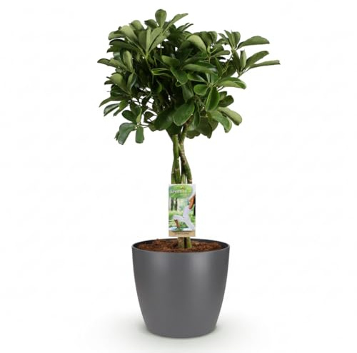 Green boutiQ - Zimmerpflanze - Strahlenaralie - Schefflera Nora - Grün - Pflegeleicht - 1 Pflanze - mit Potter Grau - Topf 21cm - Höhe 70-80cm