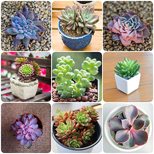 Sukkulenten Samen Mix Winterhart - Fleischfressende Pflanzen - Sukkulente Succulent Plants - Seeds Nachhaltiges Geschenk Stauden Winterhart Mehrjährig Garten Pflanzen Winterharte 10 Stück