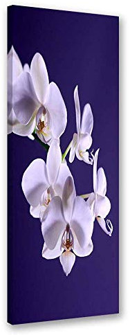 Feeby Bild auf Leinwand Blumen Kunstdruck modern Orchideen Violett 40x120 cm