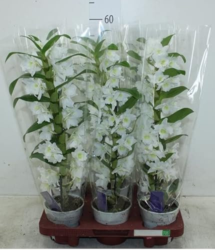 White Dendrobium Orchid Plant Delivered Orchids are The Perfect Indoor House Plants | an Ideal Fresh Flower Gift for The Home