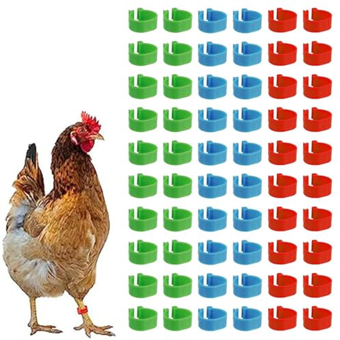 AYVRUOP hühnerringe,Geflügel Band, Plastikgeflügel Beinringe,60 Stück, leicht und langlebig, geeignet für Hühner, Enten, Tauben und andere Kleintiere