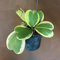 50 semillas frescas de Hoya Kerrii