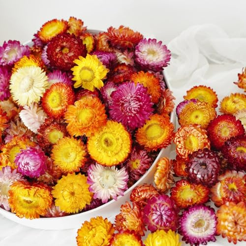 Natürliche getrocknete Gänseblümchen-Köpfe – 30 ~ 40 Stück Gerbera-Gänseblümchen, echte Sonnenblumen, Chrysanthemen, Trockenblumenarrangements für Hochzeitsdekoration, Heim-Party-Dekoration und