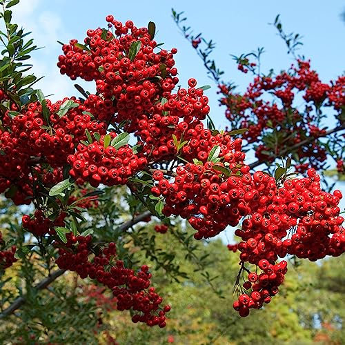 150 pcs Feuerdorn Samen Säulenobst, Geschenke Pyracantha fortuneana Bio Saatgut, Balkon Pflanze Balkonpflanzen Winterhart, Samen Zimmerpflanzen Winterharte Stauden, Gartenpflanzen