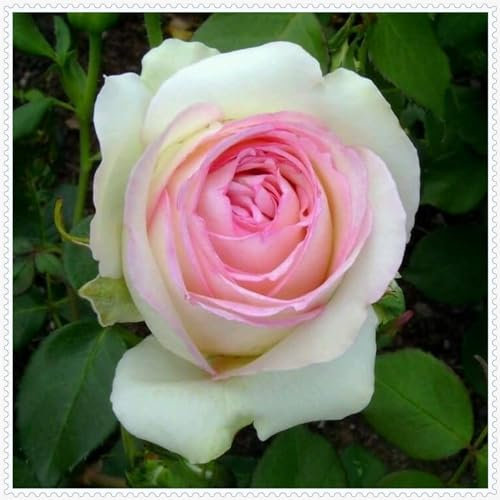 Rosenpflanze, mehrjährige Strauchrose, Gartendekoration, wächst gut in Töpfen-1 Pflanze-E