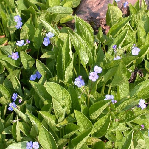 GARTEN SCHLÜTER® Himmelblaues Gedenkemein (Omphalodes verna) - 1 Pflanze