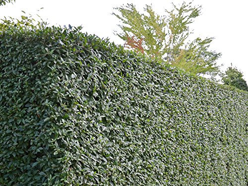 5 Stk. Liguster Atrovirens Ligusterhecke Containerware 60-100 cm hoch - Ligustrum vulgare Atrovirens - Garten von Ehren®