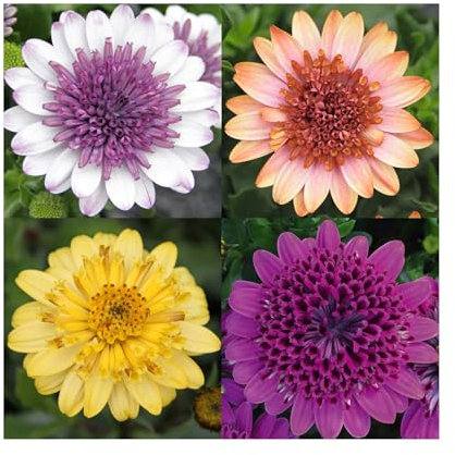 Osteospermum Double Flowering Collection - 6 Starter Plants - 6 Different Varieties Vibrant Bedding Plants. Ready for pots or Hanging Baskets Plants Online.