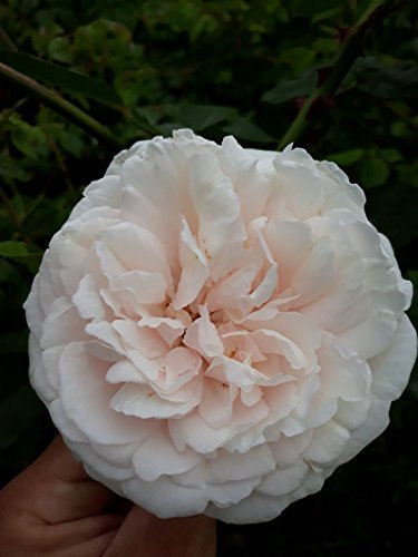 Mme Alfred Carriere Climbing Rose Bare Root