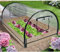 FineHome XXL Gewächshaus Frühbeet inkl. Holzrahmen Frühbeetkasten Tomatenhaus Treibhaus 120 x 80 x 50 cm