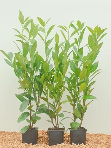 Prunus laurocerasus 'Novita' 80-100 cm - Kirschlorbeer, immergrün, ideal als Hecke, schnellwachsend, pflegeleicht und winterhart