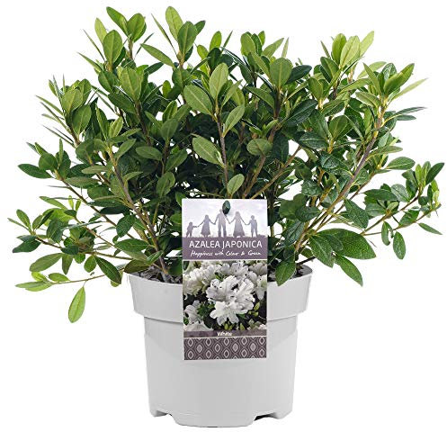 AZALEE DEL GIAPPONE BIANCO ARBUSTO A FOGLIE PERSISTENTI PIANTE DA GIARDINO RUSTICO IN 2L POT x 1