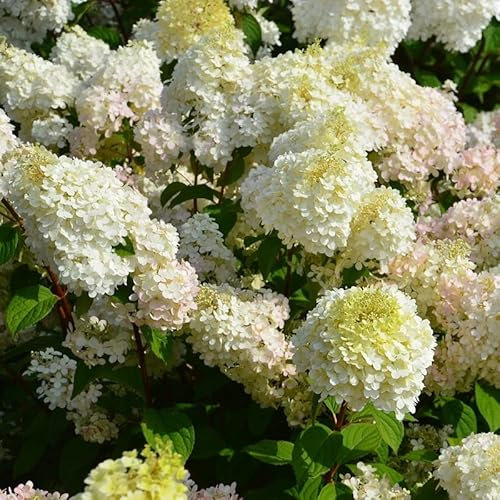 3 hortensias de panículas 'Diamantino'® – Hydrangea paniculata 'Diamantino'® – 30-40_C