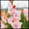 Gladiolenzwiebeln, Blumenzwiebeln, Berühmte Blumen in der Welt, Gladiolen Pflanze Zwiebeln Winterharte MehrjäHrig, Winterhartes Pflanzen-15 Zwiebeln-E