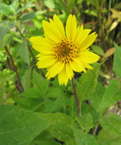 Stauden-Sonnenblume Meteor - Helianthus decapetalus