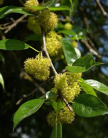 Milchorangenbaum Osage Orange Tree Samen Orange Braun Bark weiße Blumen-Cluster (20)