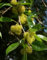 Milchorangenbaum Osage Orange Tree Samen Orange Braun Bark weiße Blumen-Cluster (20)