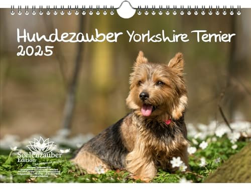 Hundezauber Yorkshire Terrier DIN A4 Kalender für 2025 Welpen und Hunde - Seelenzauber