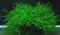 Java Moss Carpet Plant for Aquarium, 3 Pieces on 5x5cm Mesh, Tropical Fish Tank