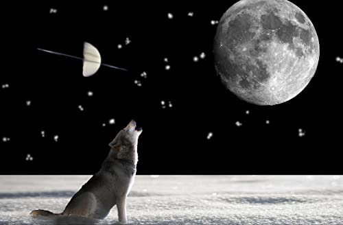 hansepuzzle 29705 - Wolf Puzzle 500 Teile | Tierwelt Puzzle mit hochwertiger Puzzle Aufbewahrung: Kartonbox und wiederverschließbarem Beutel | Puzzle-Maße: 46 x 30 cm